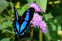 Papilio chrapkowskii
