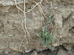 Comandra umbellata pallida