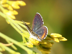 Euphilotes enoptes dammersi