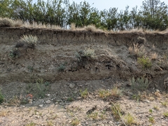 Comandra umbellata pallida