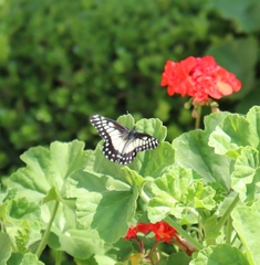 Catasticta nimbice nimbice