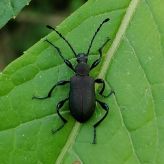 Prostenus