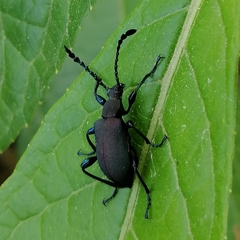 Prostenus