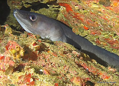 Conger verreauxi