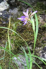 Iris colchica