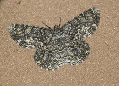 Amblychia subrubida