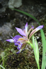 Iris colchica