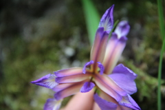 Iris colchica