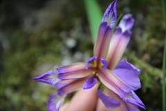 Iris colchica