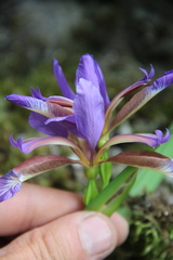 Iris colchica