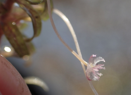 Image of Lagarosiphon ilicifolius by (c) National Geographic Okavango Wilderness Project, some rights reserved (CC BY)