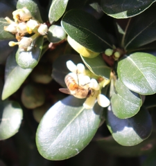 Apis mellifera