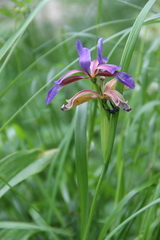 Iris colchica