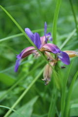 Iris colchica