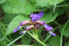 Iris colchica