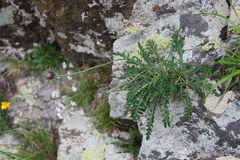 Jurinea coronopifolia