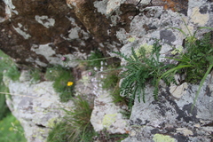 Jurinea coronopifolia