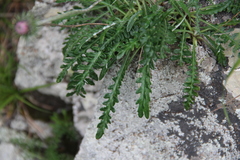 Jurinea coronopifolia
