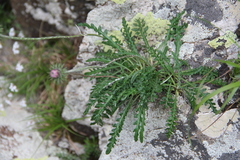 Jurinea coronopifolia