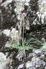 Jurinea coronopifolia