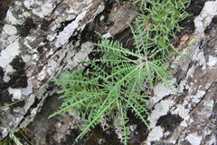 Jurinea coronopifolia