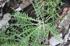 Jurinea coronopifolia
