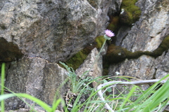 Jurinea coronopifolia