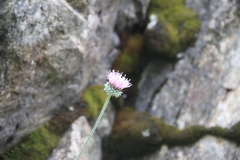 Jurinea coronopifolia