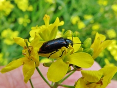 Astylus subannulatus