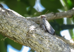 Orthoptera