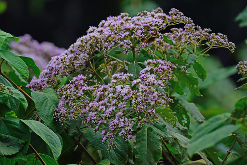 Gymnanthemum auriculiferum