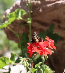 Catasticta nimbice nimbice