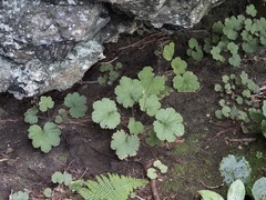 Heuchera parviflora saurensis