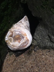 Crassostrea virginica