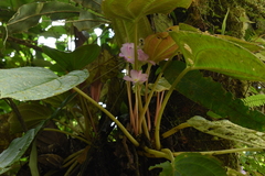 Monolena primuliflora