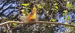 Charaxes candiope