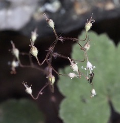 Heuchera parviflora saurensis