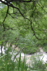 Poa iberica