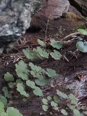 Heuchera parviflora saurensis