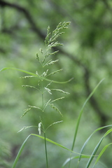 Poa iberica