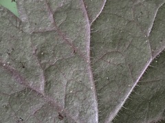 Heuchera parviflora saurensis