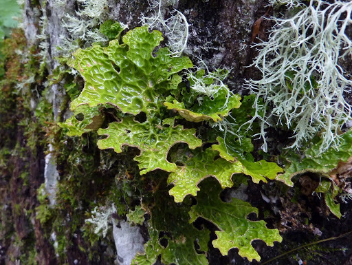Lobaria pulmonaria image