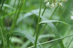Poa iberica
