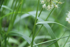 Poa iberica