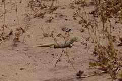 Liolaemus nigromaculatus