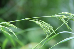 Poa iberica
