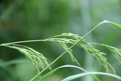 Poa iberica