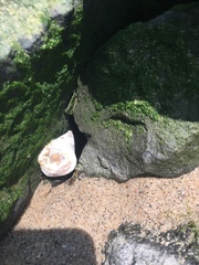 Crassostrea virginica
