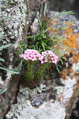 Prometheum pilosum