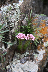Prometheum pilosum